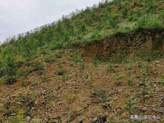 广西杉木原木价格多少钱一方，杉木原木价格多少钱一方知乎