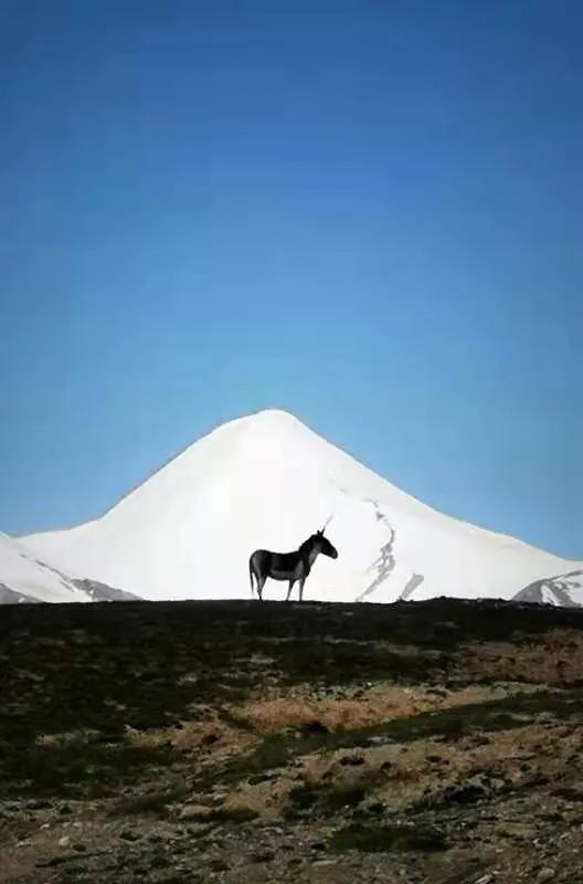 华为seaal10是什么型号的手机，型号为seaal10什么手机