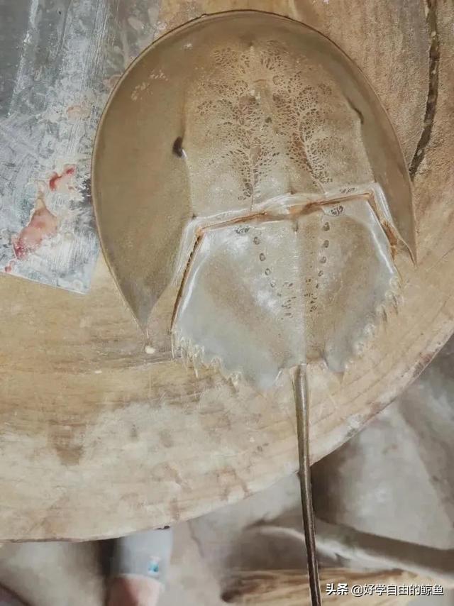 海洋活化石中华鲎怎么读，活化石 鲎怎么读