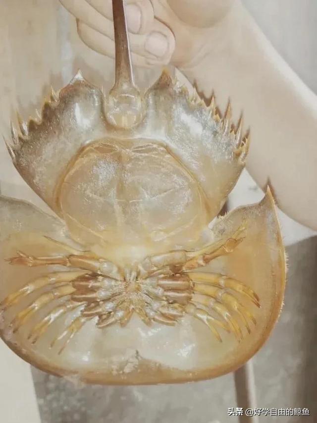 海洋活化石中华鲎怎么读，活化石 鲎怎么读