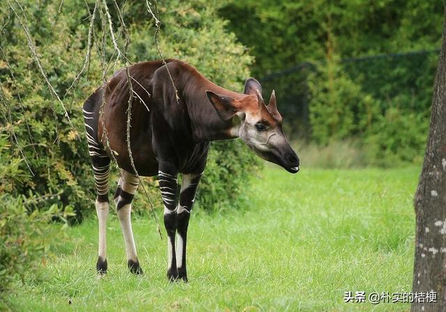 世界珍稀动物仅剩一只大熊猫，世界珍稀动物仅剩一只狗