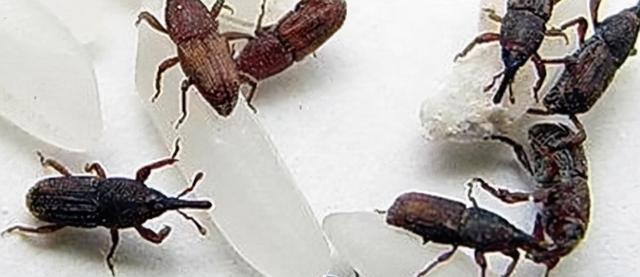 匹诺曹是什么意思啊,匹诺曹的意思