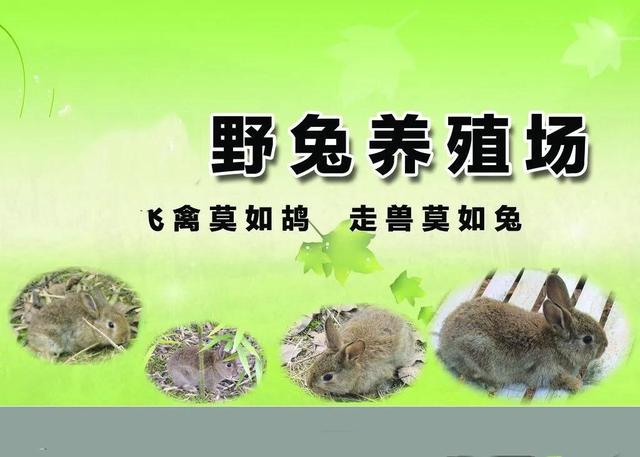 养100只兔子一年的利润有多少，养100只兔子一年的利润有多大