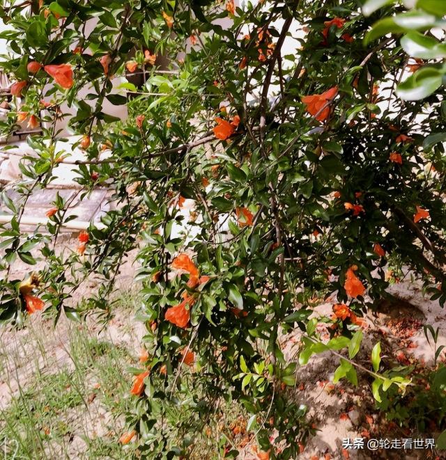 石榴的寓意和象征的俗语，石榴的寓意和象征的诗句