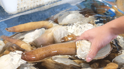 匹诺曹是什么意思啊,匹诺曹的意思