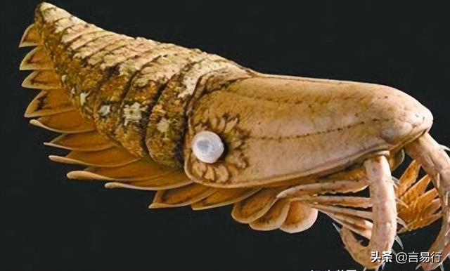 十大灭绝的可怕古生物（十大灭绝的奇怪古生物）