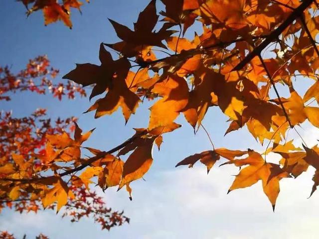 华为seaal10是什么型号的手机，型号为seaal10什么手机