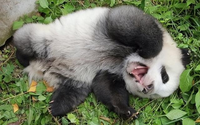 大熊猫为什么叫大熊猫这个名字一句，大熊猫的名字为什么叫大熊猫