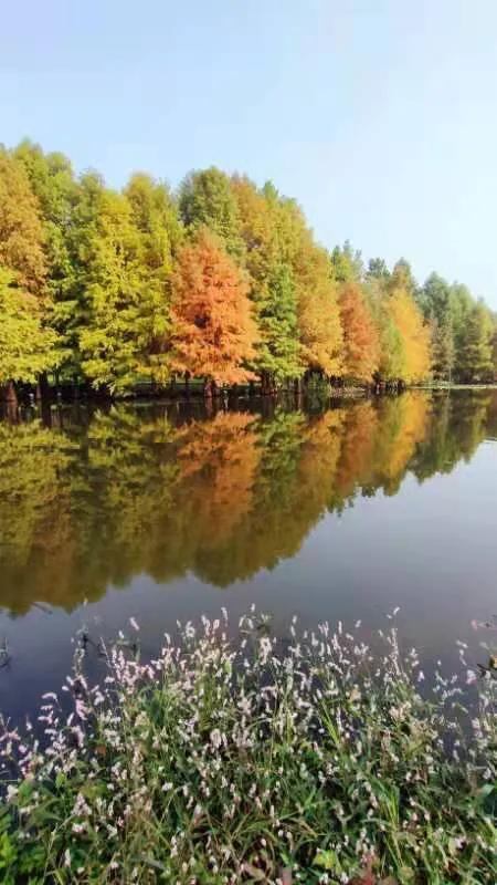 华为seaal10是什么型号的手机，型号为seaal10什么手机