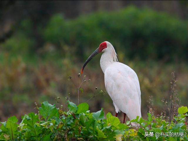 世界珍稀动物仅剩一只大熊猫，世界珍稀动物仅剩一只狗