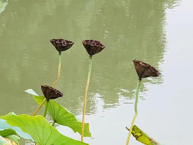 华为seaal10是什么型号的手机，型号为seaal10什么手机