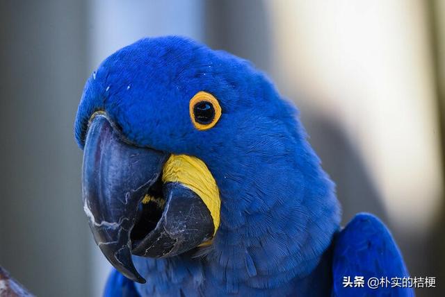 世界珍稀动物仅剩一只大熊猫，世界珍稀动物仅剩一只狗