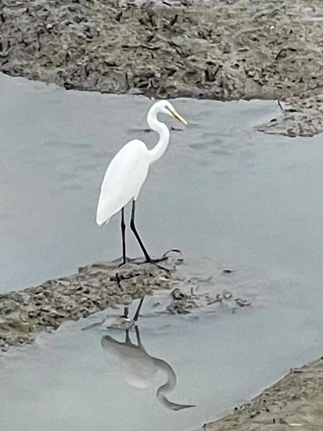 华为seaal10是什么型号的手机，型号为seaal10什么手机