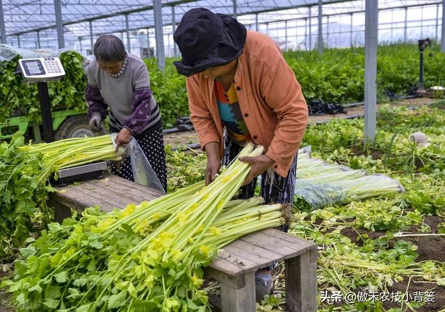 赤霉酸的作用和使用方法，赤霉酸干什么用的