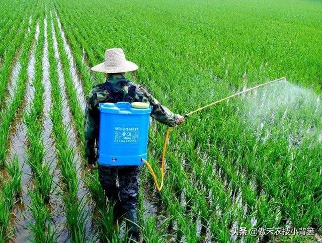 赤霉酸的作用和使用方法，赤霉酸干什么用的