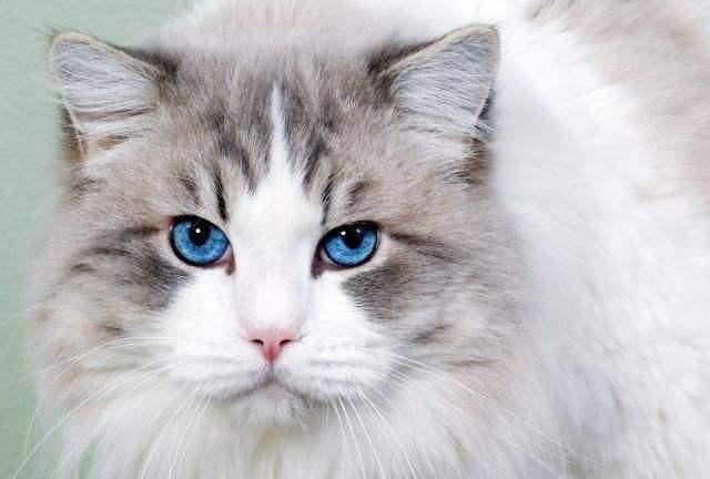 猫舍里标价“666”元的品种猫，你真的敢买吗？