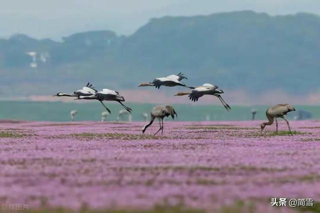 现代诗歌精选300首短诗冰心，现代诗歌精选300首短诗关于雪的