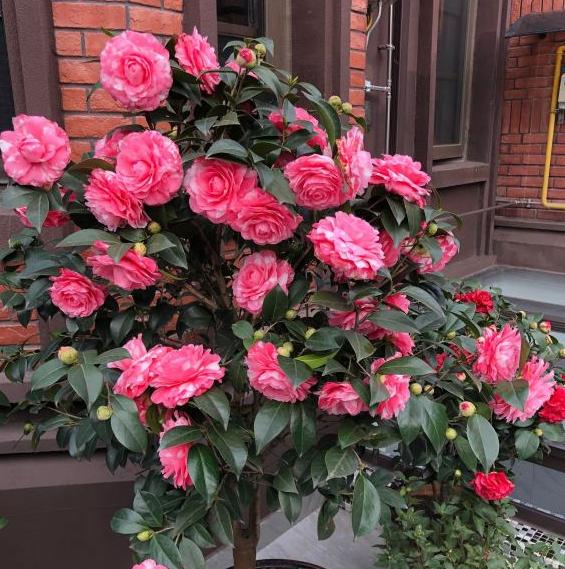 磷肥对植物的作用与功效有哪些，磷肥对植物的作用与功效用量