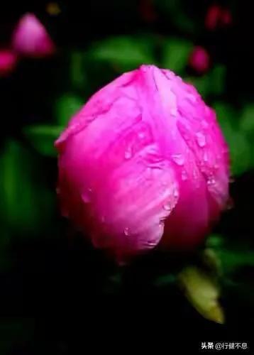 现代诗歌精选300首短诗冰心，现代诗歌精选300首短诗关于雪的