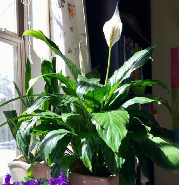 磷肥对植物的作用与功效有哪些，磷肥对植物的作用与功效用量