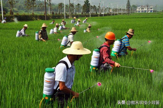 赤霉酸的作用和使用方法，赤霉酸干什么用的