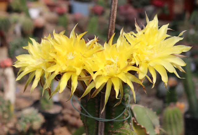 磷肥对植物的作用与功效有哪些，磷肥对植物的作用与功效用量