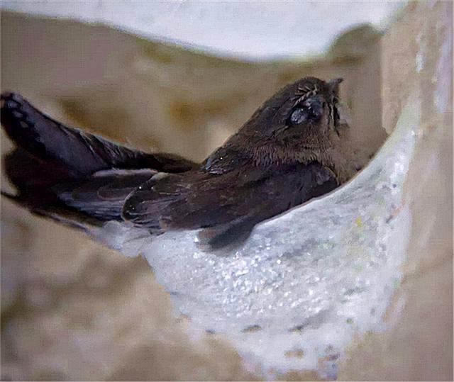 燕窝是什么东西怎么形成的儿童可以吃葛根吗，燕窝是什么东西怎么形成的中药冷却后可以用塑料瓶装吗