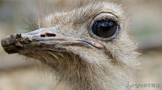 4个冷知识：真实存在于世界，见过或许不是那么了解的有趣事实"