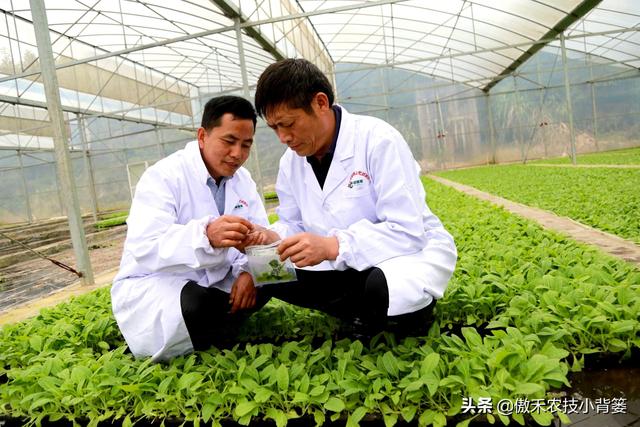 赤霉酸的作用和使用方法，赤霉酸干什么用的