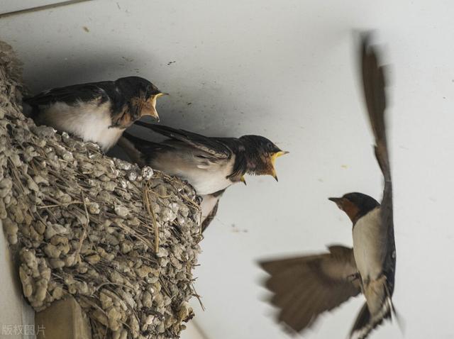 燕窝是什么东西怎么形成的儿童可以吃葛根吗，燕窝是什么东西怎么形成的中药冷却后可以用塑料瓶装吗