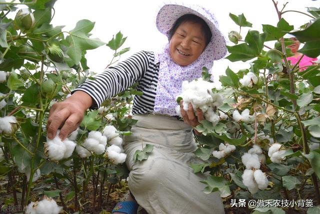 赤霉酸的作用和使用方法，赤霉酸干什么用的