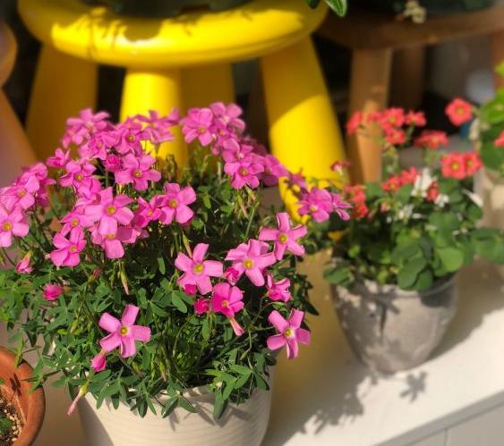 磷肥对植物的作用与功效有哪些，磷肥对植物的作用与功效用量