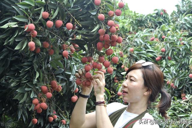 赤霉酸的作用和使用方法，赤霉酸干什么用的