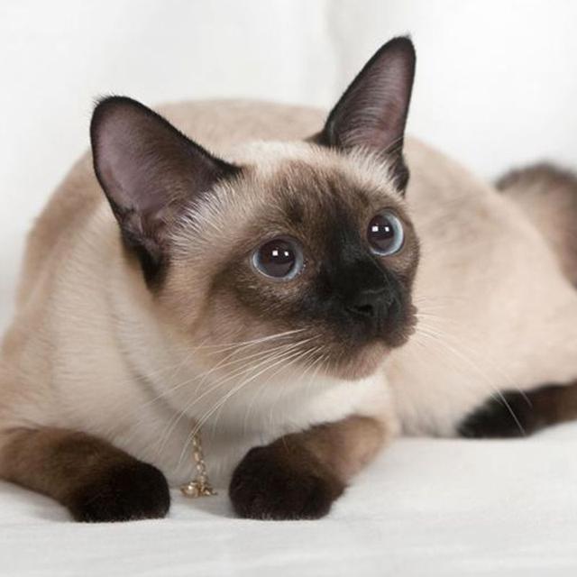 猫舍里标价“666”元的品种猫，你真的敢买吗？