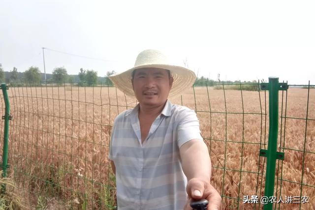 今年麦子多少钱一斤2020，2020年麦子什么价格