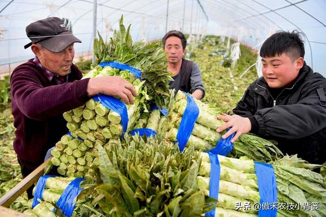 赤霉酸的作用和使用方法，赤霉酸干什么用的