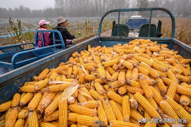 赤霉酸的作用和使用方法，赤霉酸干什么用的