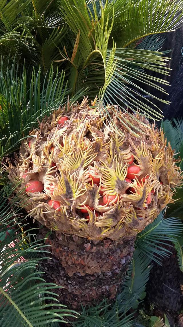 婆媳老死不相往来谁吃亏,婆媳老死不相往来的后果