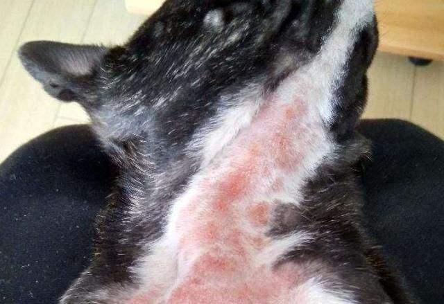 021高清图跑狗今期，2021年高清跑狗图第1期"