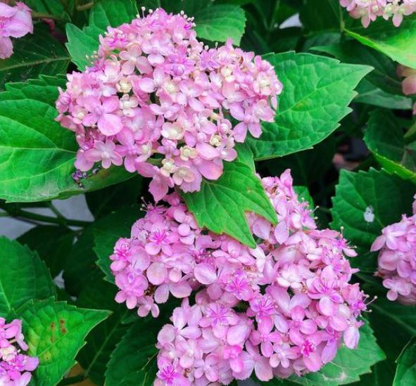 磷肥对植物的作用与功效有哪些，磷肥对植物的作用与功效用量