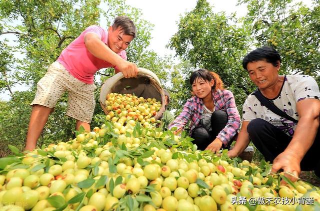 赤霉酸的作用和使用方法，赤霉酸干什么用的