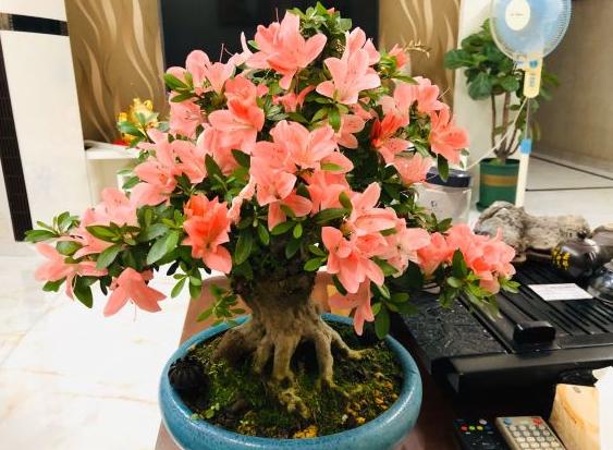 磷肥对植物的作用与功效有哪些，磷肥对植物的作用与功效用量