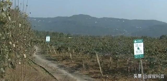 十足全蝎养殖加盟，全蝎养殖加盟骗局