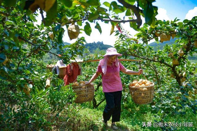 赤霉酸的作用和使用方法，赤霉酸干什么用的