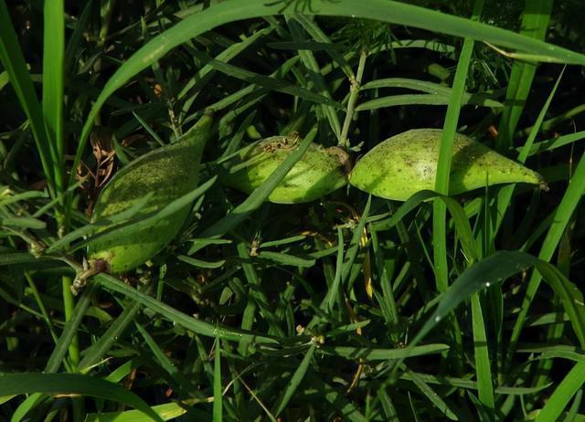 老瓜瓢的功效与作用,有毒吗，老瓜瓢的功效与作用图片