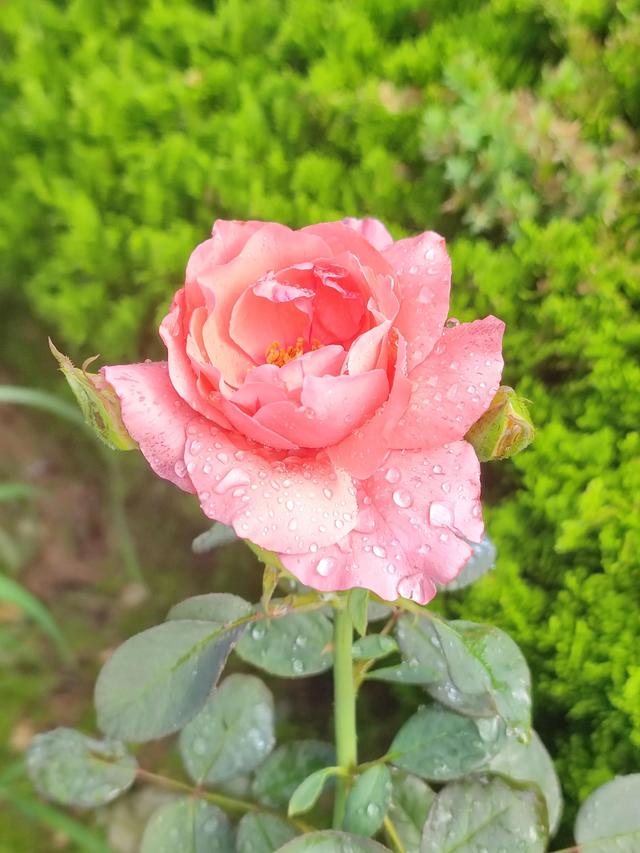 水浒传读后感500字左右小学，水浒传读后感500字左右作文