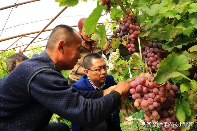 赤霉酸的作用和使用方法，赤霉酸干什么用的