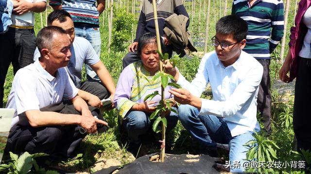 赤霉酸的作用和使用方法，赤霉酸干什么用的