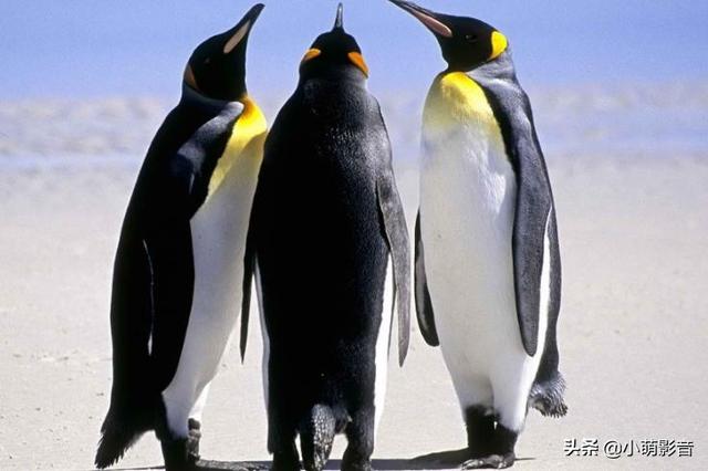 自媒体的主要平台有哪些，哪个平台适合新手？