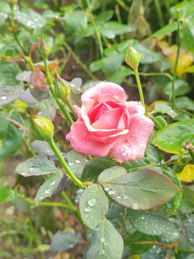 水浒传读后感500字左右小学，水浒传读后感500字左右作文